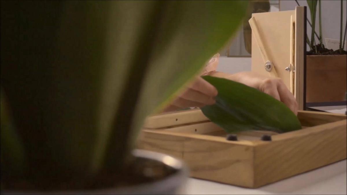 cum arata fotografiile imprimate pe plante vii