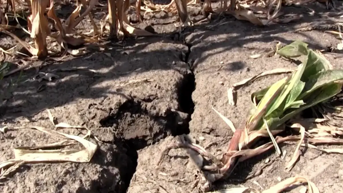 scumpiri in lant anuntate de agricultori dupa ce canicula a distrus mare parte din culturi