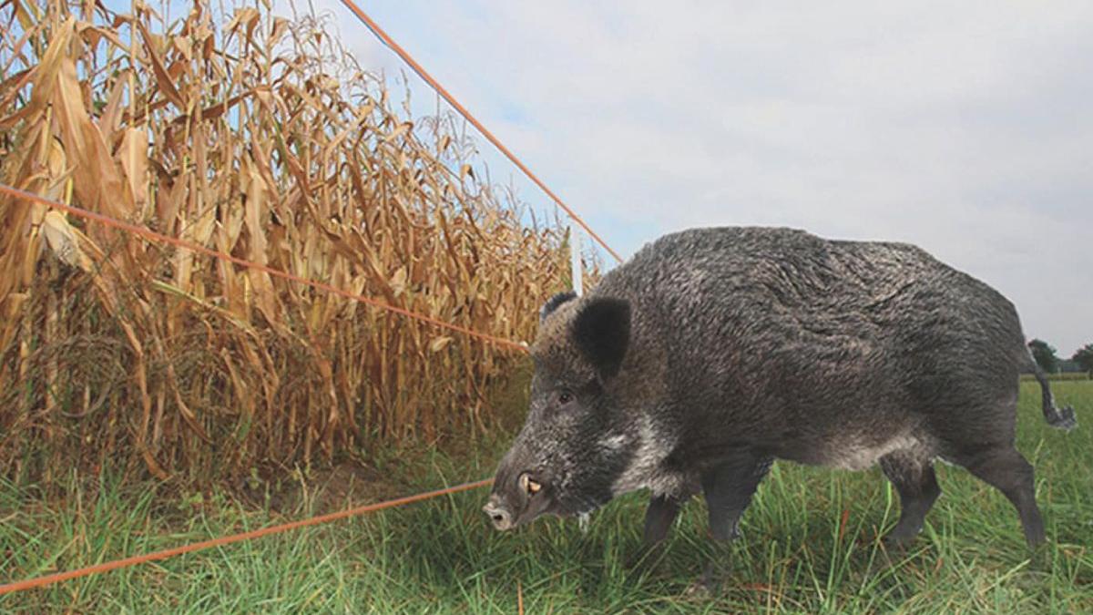 gard electric solutia eficienta impotriva invaziei de mistret i in romania