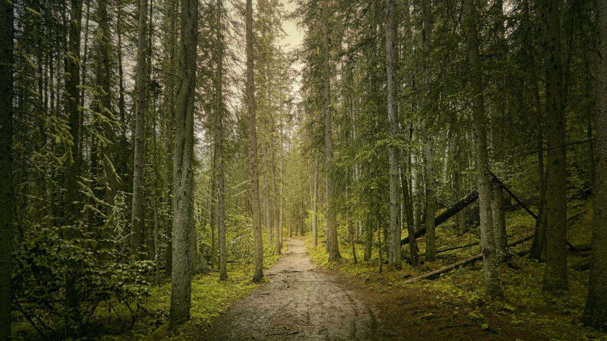 cazul ciudat al unei femei disparute in harghita a fost gasita dupa o saptamana si a spus ca a stat