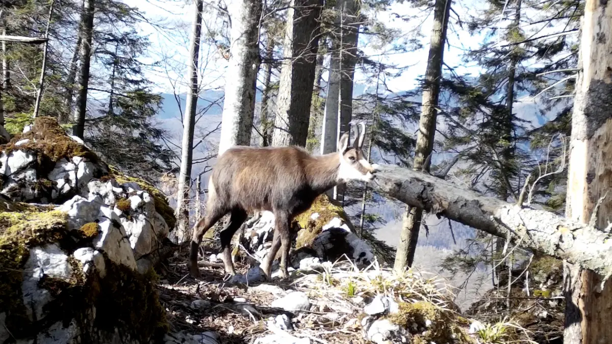 imagini rare cu mai multe capre negre au fost surprinse de camerele de monitorizare a faunei in