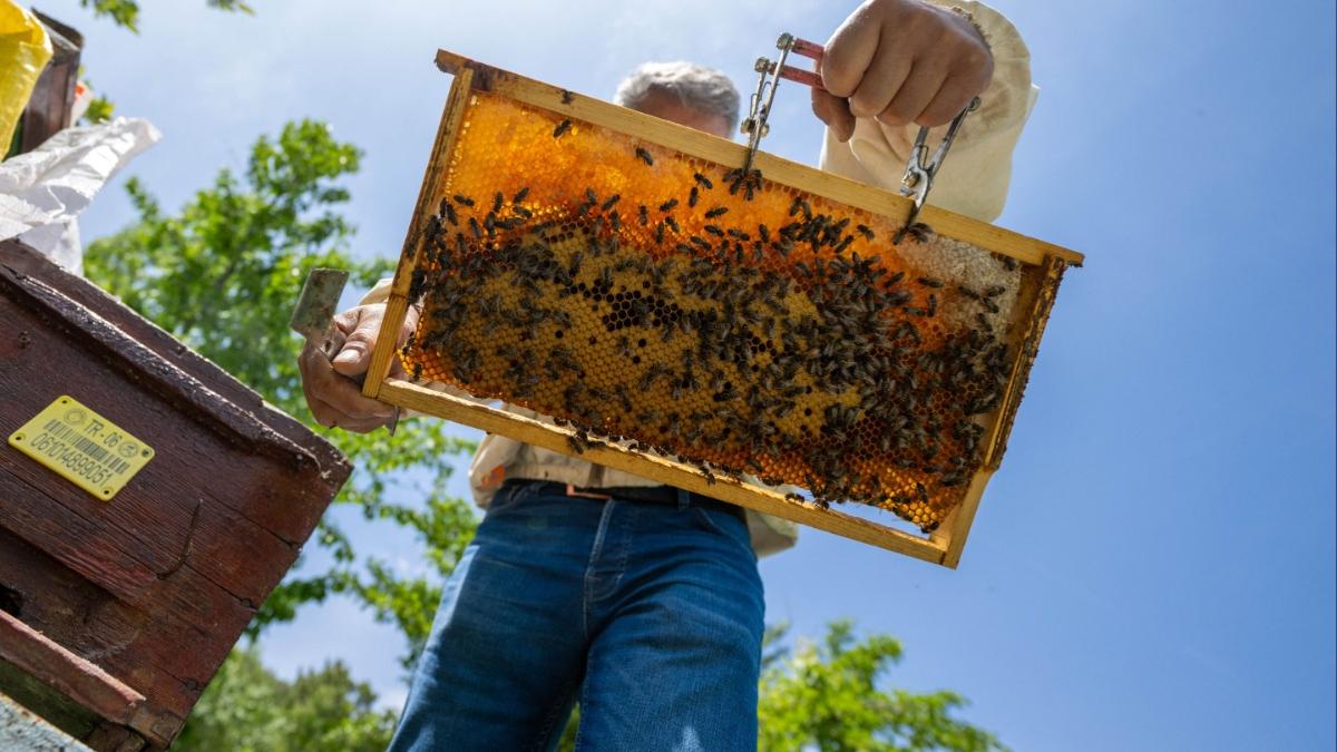 miere mai putina si mai scumpa din cauza caniculei din ultima perioada