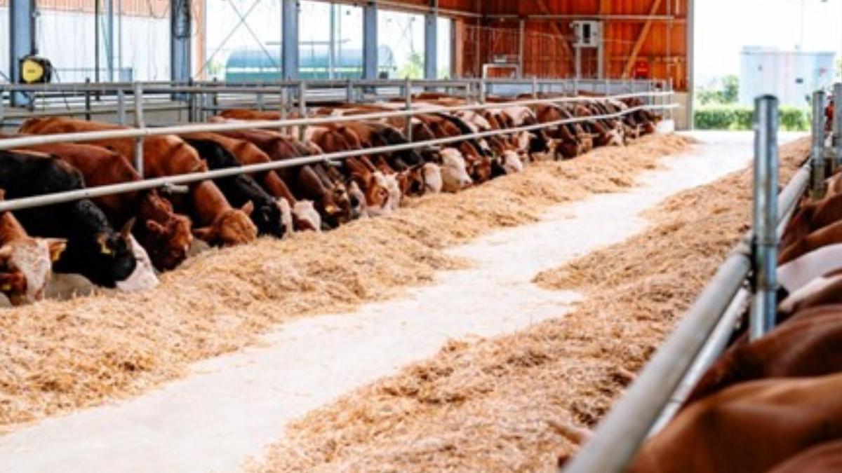 fratii doroftei isi extind investitiile in agricultura valoarea fermelor detinute a ajuns la 30 de milioane de euro