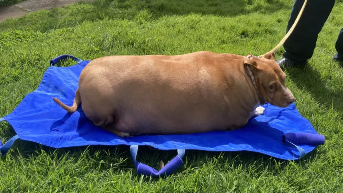 o femeie care si a hranit cainele pana a ajuns la 54 de kilograme a fost condamnata la inchisoare
