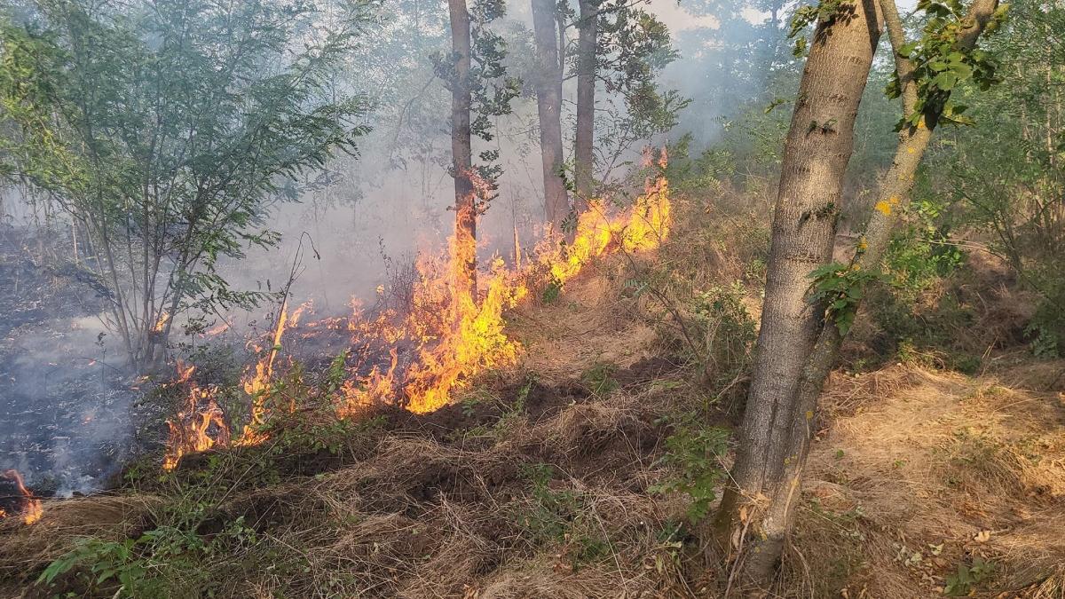 incendiu masiv in giurgiu 40 de hectare din zona padurii balanoaia au ars pompierii au fost chemati din timpul liber