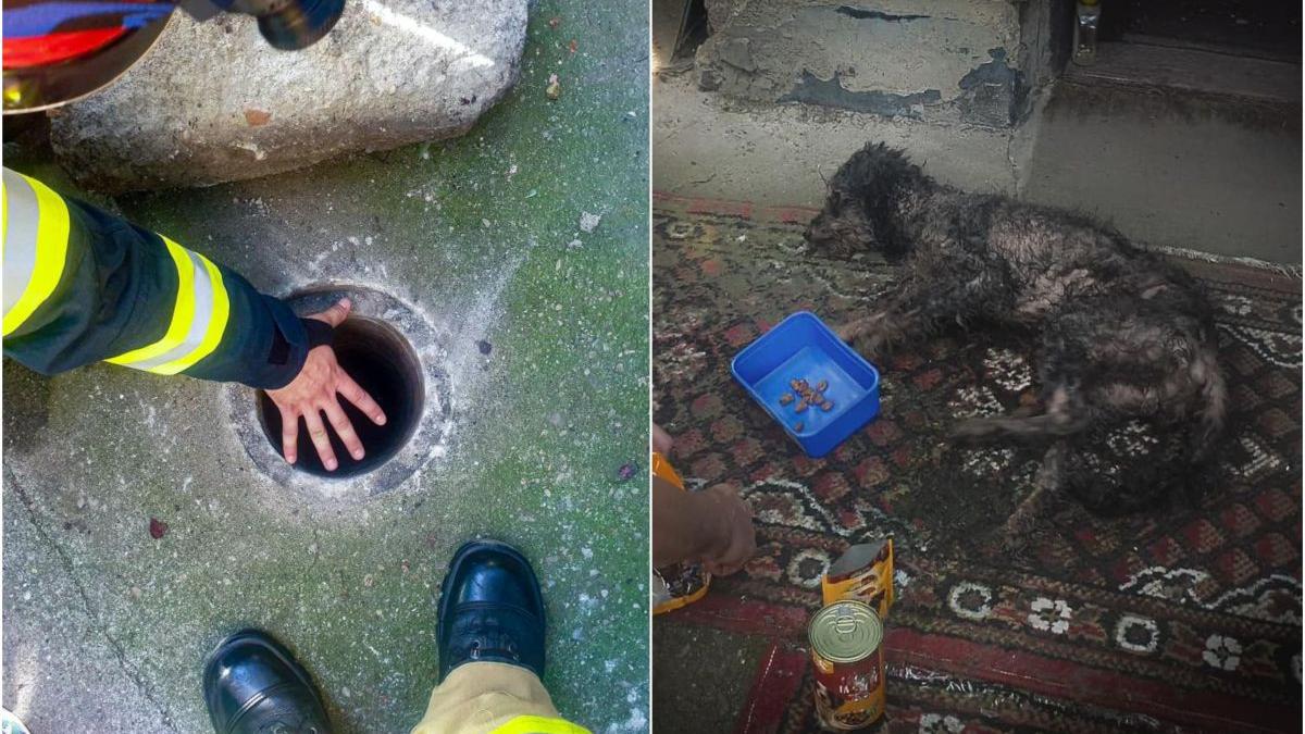 un catelus care cazuse intr un put foarte ingust a fost salvat de pompieri