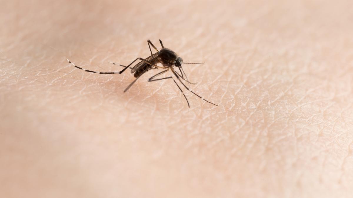 alerta sanitara pentru riscul de infectare cu virusul oropouche in america latina cum se manifesta boala care poate fi fatala