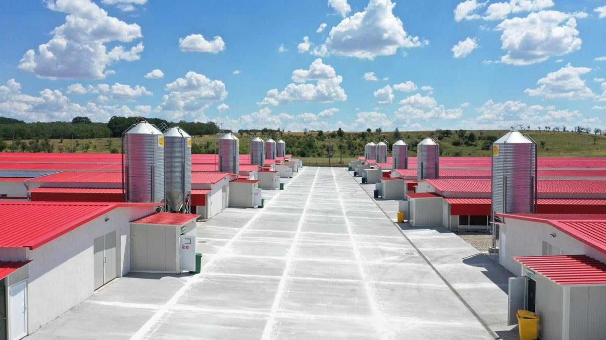 carmistin a inaugurat una dintre cele mai mari si moderne ferme de pui la scornicesti investitia se ridica la 10 mil de euro