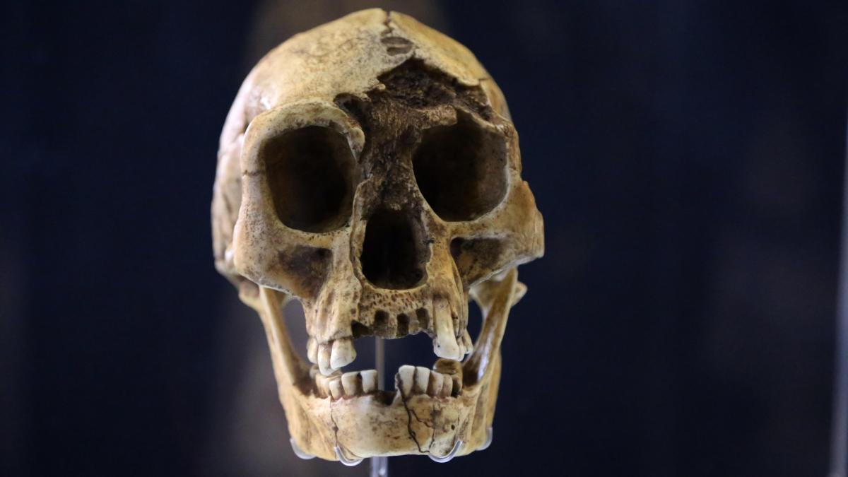 cum aratau de fapt hobbitii o noua cercetare dezvaluie motivul pentru care erau atat de scunzi