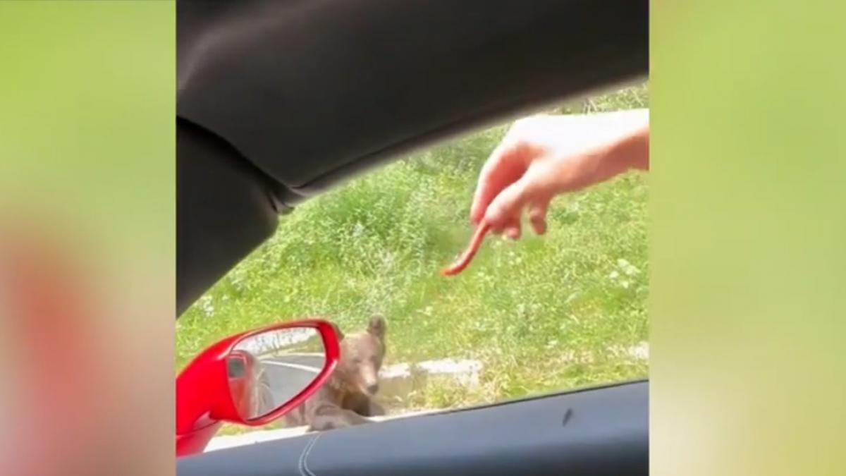 imagini revoltatoare cu fratii tate care hranesc cu carnati un urs pe marginea drumului