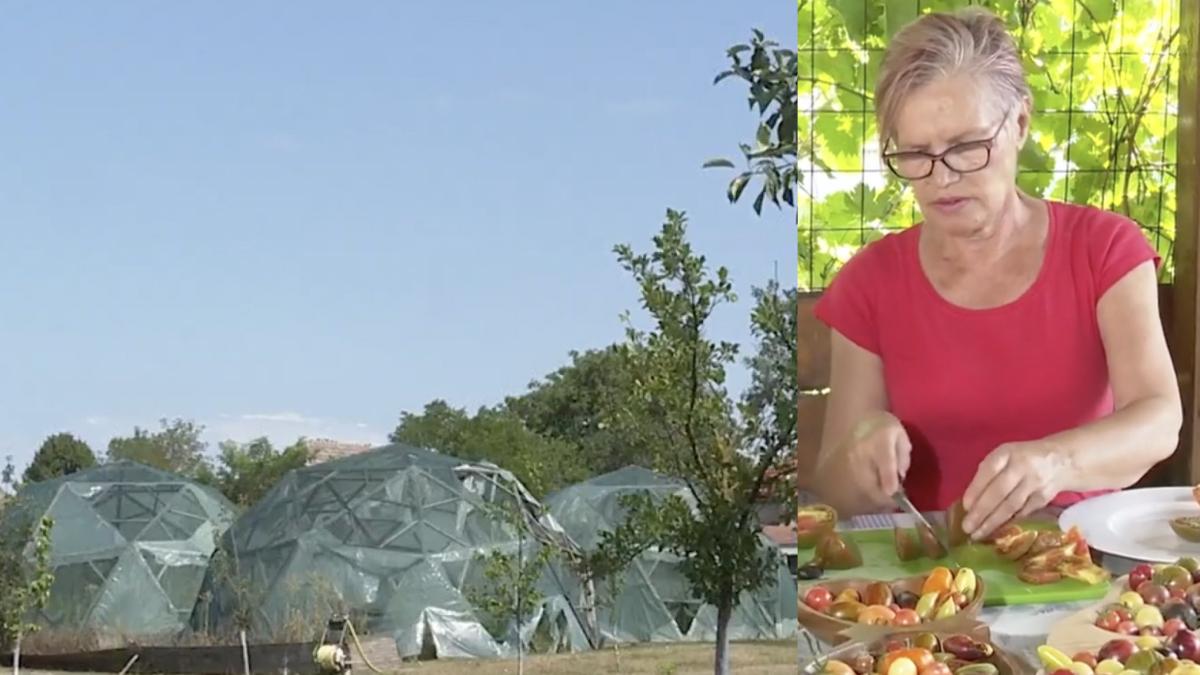 gradina din romania cu peste 180 de tipuri de rosii cum a reusit doamna luminita sa cultive tomate de pe 4 continente