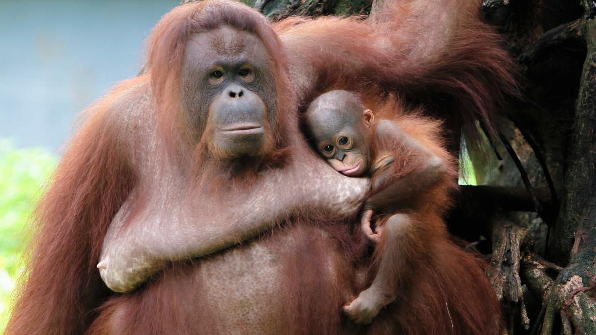 o femela urangutan a fost invatata de 30 de femei cum sa alapteze cum a reactionat maimuta