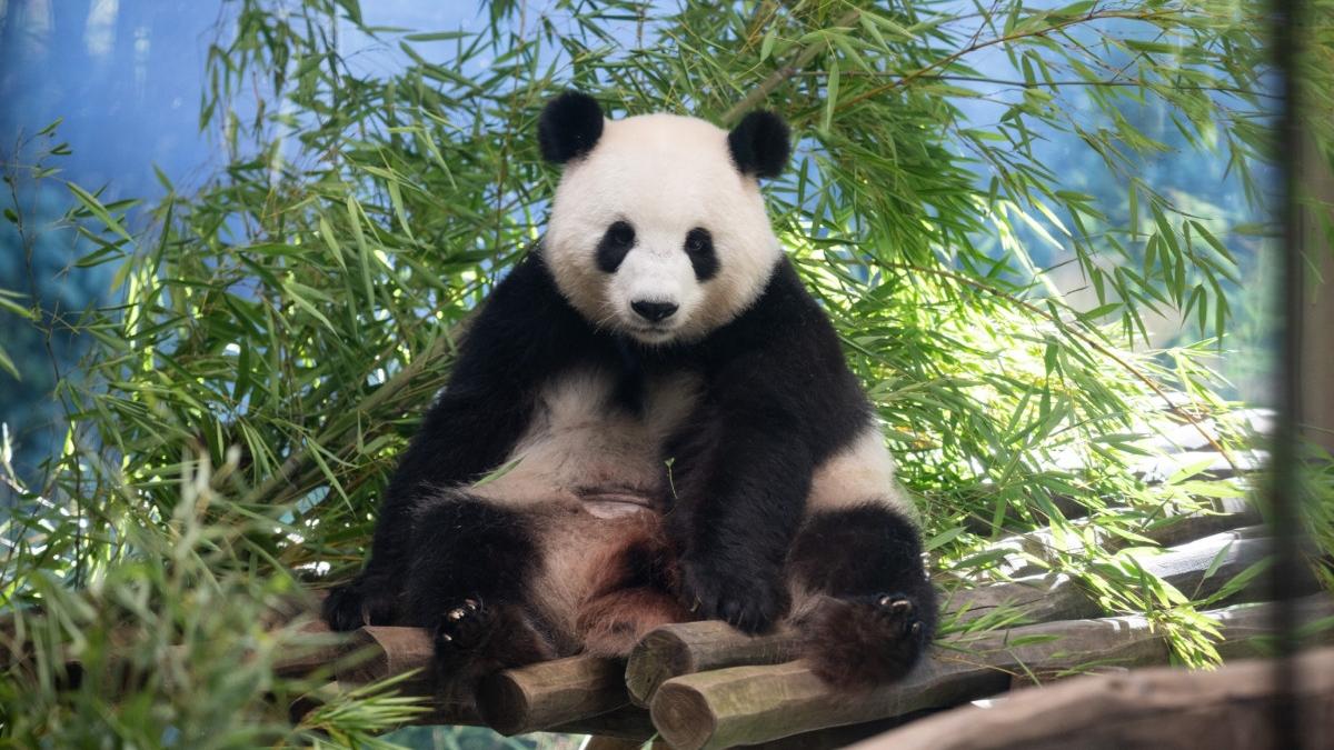 o femela de panda urias de la zoo berlin e insarcinata cu gemeni a avut loc o mica sarbatoare