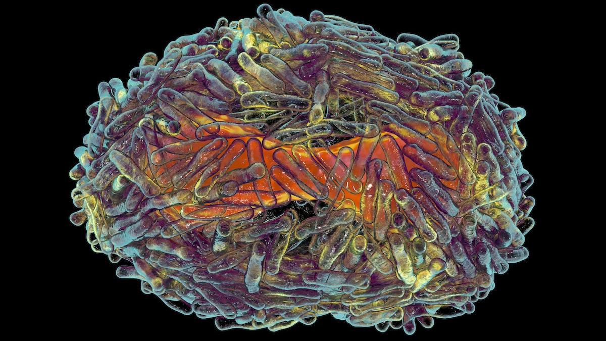 ce este virusul mortal de care s a speriat oms si cum ne putem imbolnavi