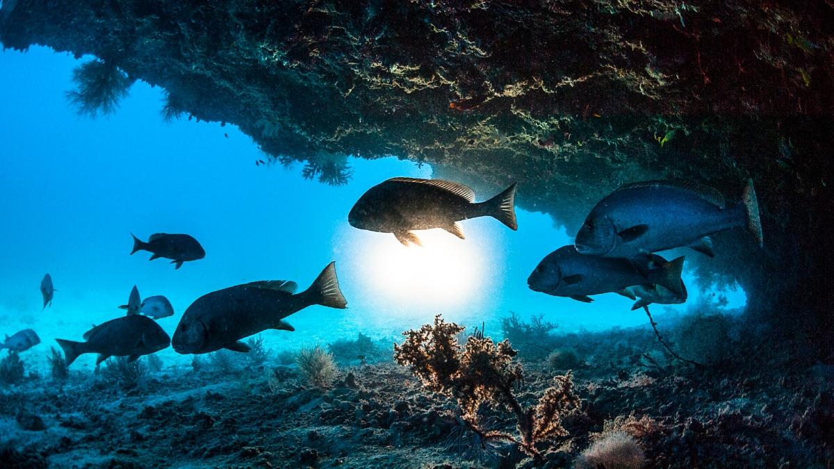 cum arata eve pestele robot care colecteaza e adn din mediu in timp ce inoata ar putea revolutiona studiul oceanelor spun expertii