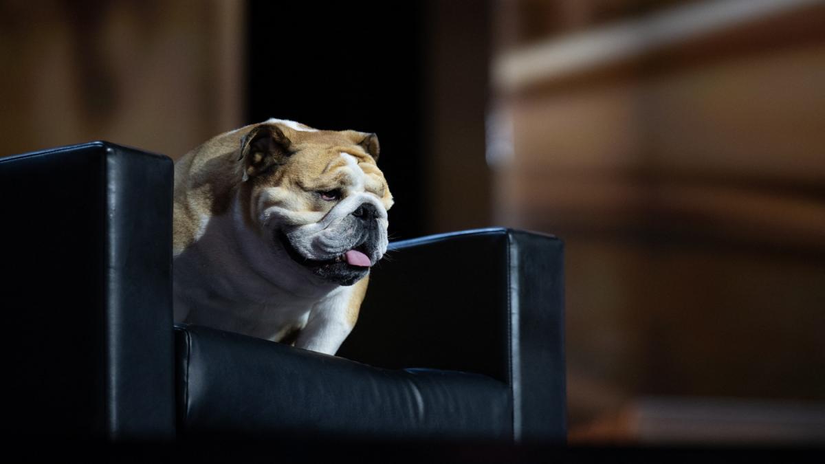 puppyganda cum se folosesc politicienii si liderii lumii de prieteni pufosi pentru a deveni mai populari si mai placuti