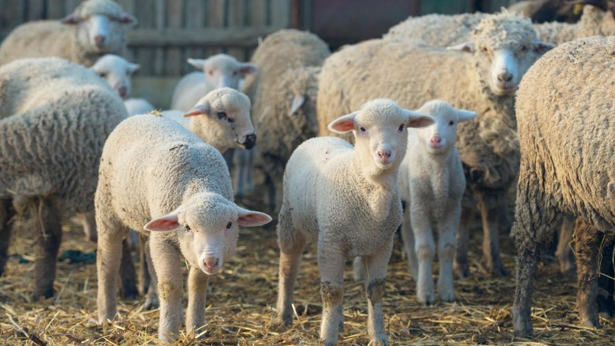 pesta micilor rumegatoare se extinde aproximativ 60 de focare au fost inregistrate in ultima luna