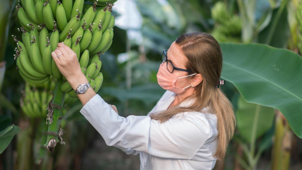 apocalipsa bananelor ar putea fi evitata multumita unei descoperiri genetice o boala a plantelor ameninta productia globala