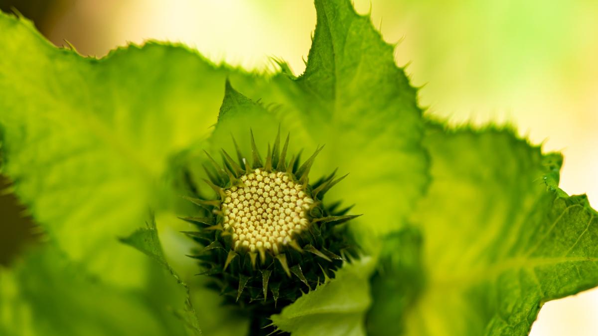 ce este salata de munte folosita la ciorba numita de romani foi cu lapte brgv o alternativa viabila de hrana sanatoasa