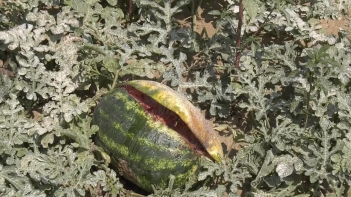 cum reusesc agricultorii romani sa si protejeze culturile de razele fierbinti ale soarelui e cea mai buna metoda dupa mine