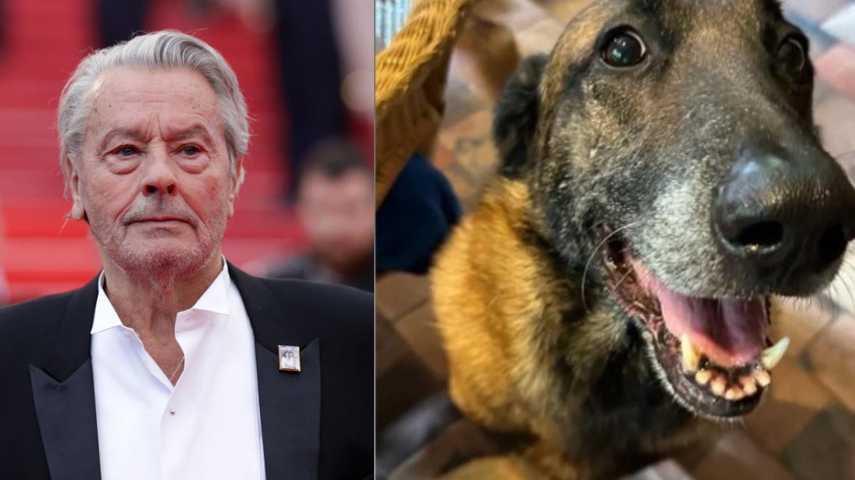 familia lui alain delon refuza sa omoare cainele cu care actorul dorea sa fie inmormantat loubo va fi pastrat