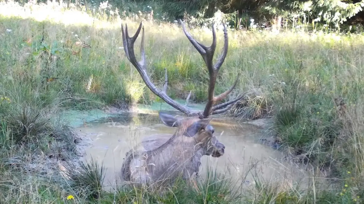 video imagini rare din parcul natural apuseni un cerb se joaca in apa minute in sir a facut spectacol in fata camerei