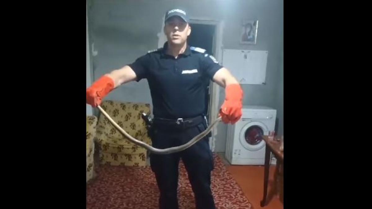 video un sarpe de peste doi metri a fost descoperit intr o casa din constanta