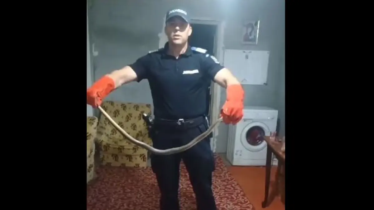 video un sarpe de peste doi metri a fost descoperit intr o casa din constanta