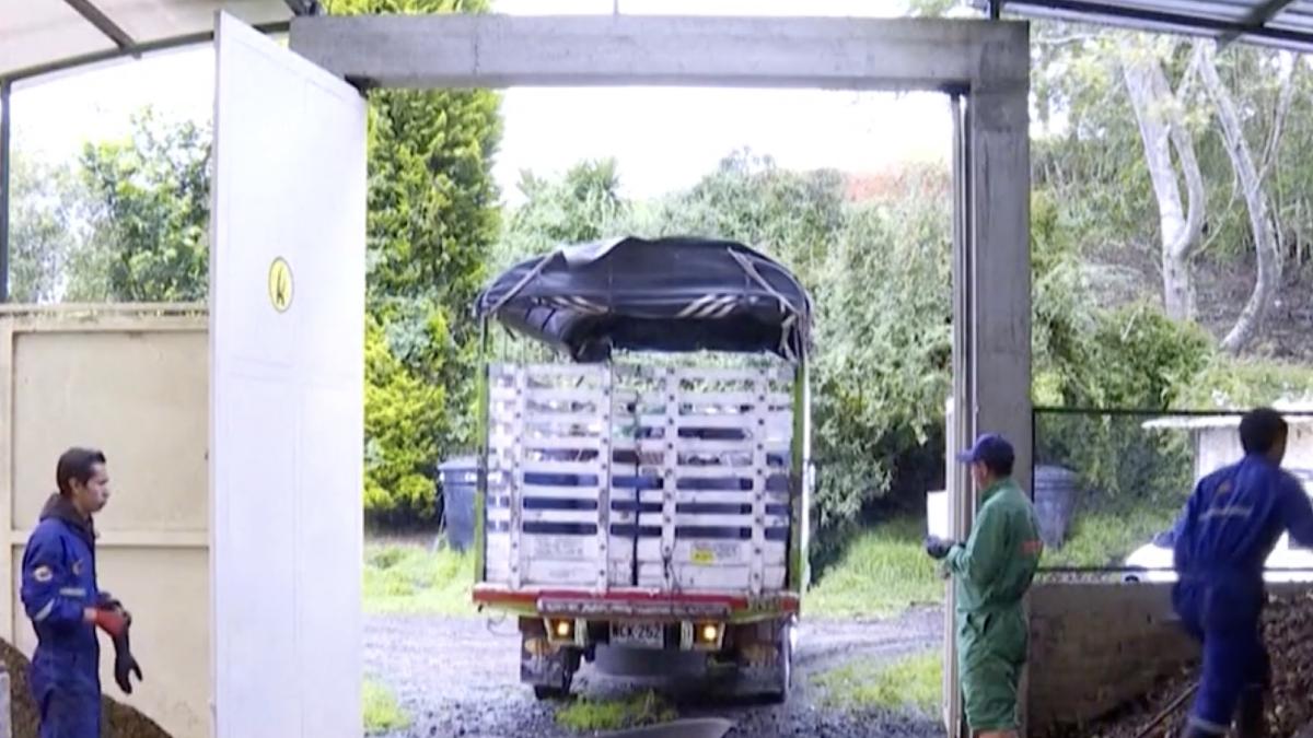 o schimbare pentru omenire cum arata gandacii folositi in anumite tari pentru a recicla gunoiul sunt vazuti ca talismane norocoase