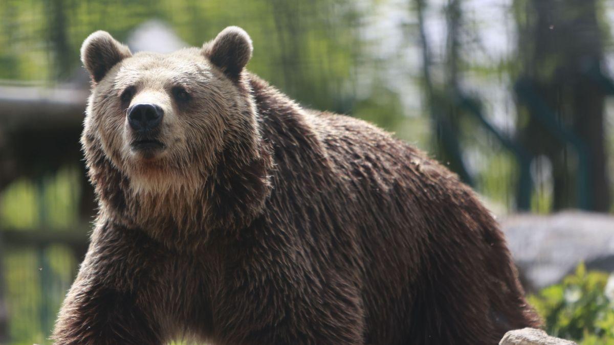 tara europeana care da liber de astazi la uciderea a 20 din populatia de ursi bruni e doar o vanatoare de trofee