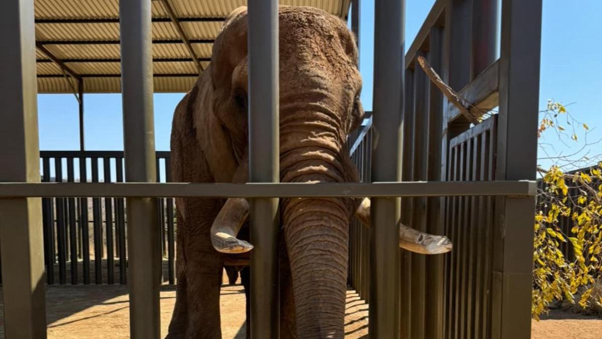 ultimul elefant de la gradina zoologica din africa de sud a fost eliberat dupa 40 de ani povestea emotionanta a lui charlie