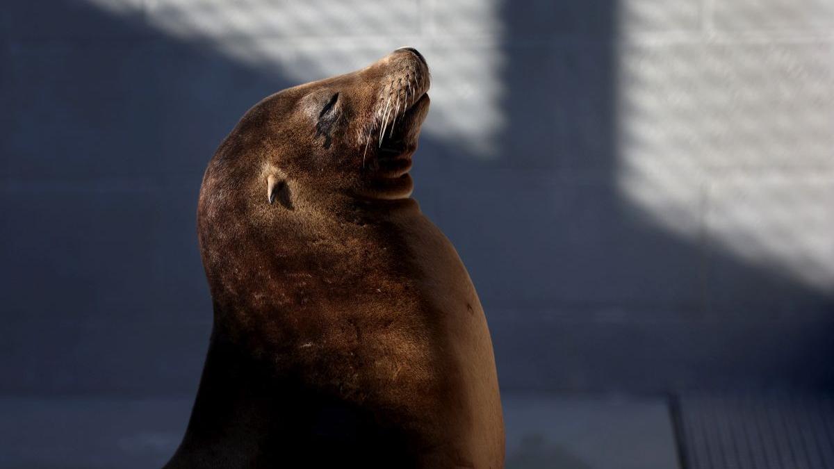 leii de mare au invadat o plaja din california oamenii au interzis dar ei vin sa vada spectacolul naturii
