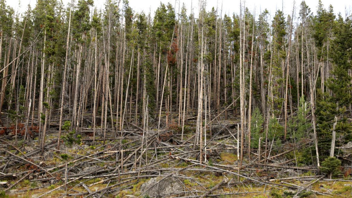 tara din ue care se confunta cu moartea masiva a parcelelor de pini se intampla ceva cu natura noastra copacii incep sa sufere