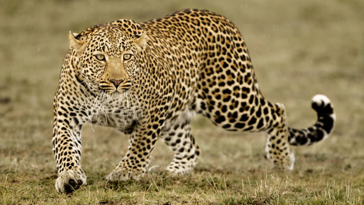 leopard african