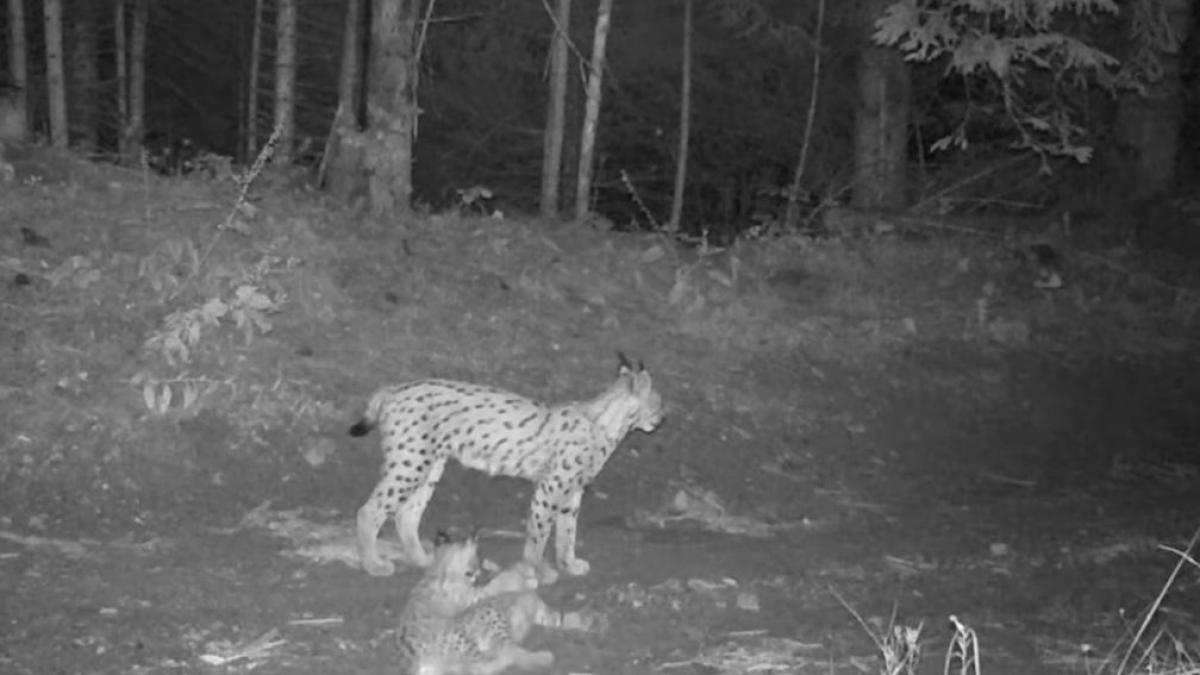 video imagini inedite in neamt o femela ras si cei doi pui ai sai filmati in timp ce se joaca intr o padure momente de tandrete