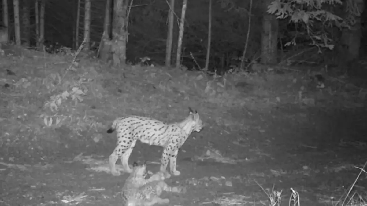 video imagini inedite in neamt o femela ras si cei doi pui ai sai filmati in timp ce se joaca intr o padure momente de tandrete