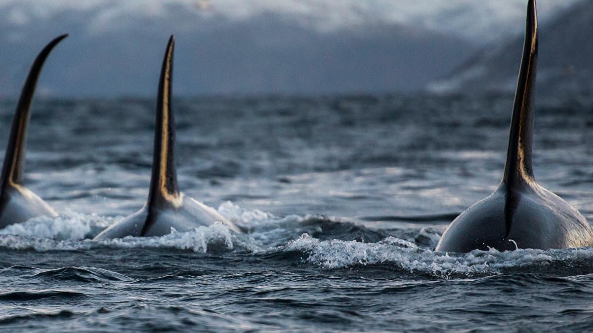 mai multe balene ucigase au atacat o barca velier in nord vestul spaniei o persoana a fost grav ranita