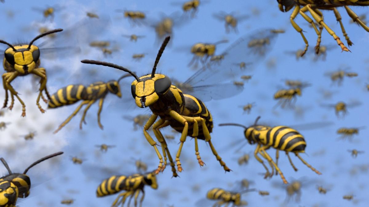 un barbat a supravietuit dupa ce a fost intepat de 240 de ori de un roi de viespi durerea este inca ingrozitoare