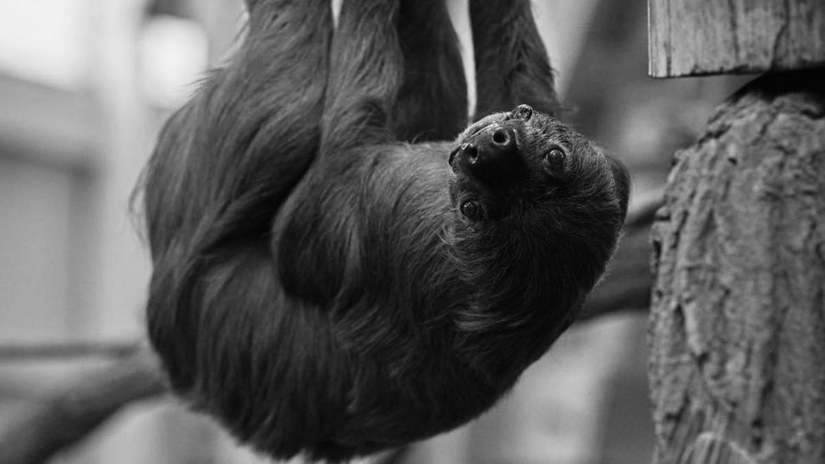 a murit cel mai batran lenes din lume aflat in grija oamenilor jan avea 54 de ani si este tatal a 22 de pui