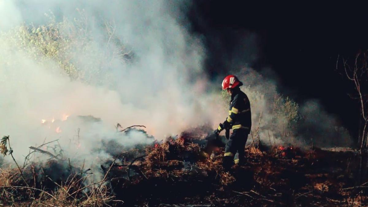 arborele printesei s a facut scrum in giurgiu doua hectare de paulownia au ars complet din cauza unor tigari nestinse