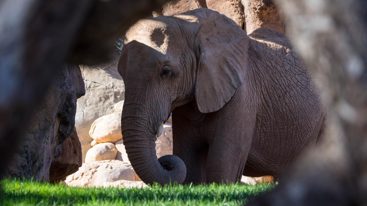 tara care infrunta seceta cu masuri extreme sacrificarea elefantilor si altor animale pentru a face fata penuriei de hrana