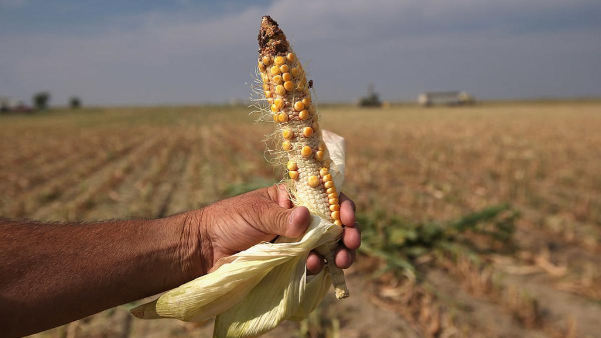 ue si a redus estimarile privind productia de porumb din romania culturile de vara au fost afectate