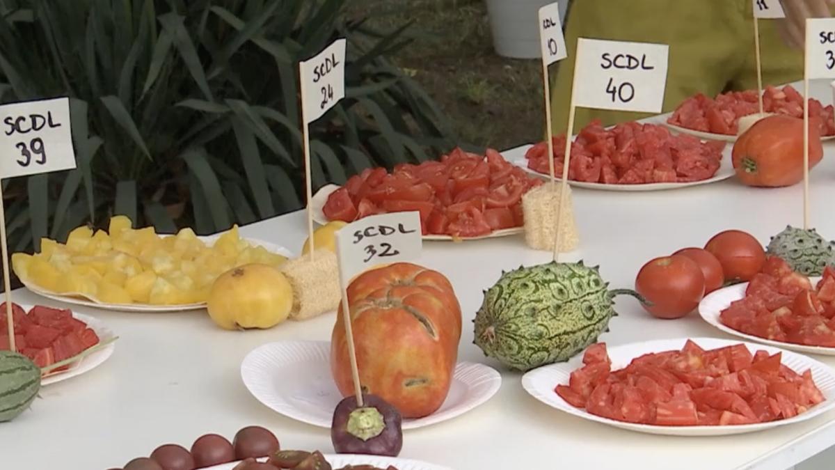 au fost alese cele mai gustoase rosii romanesti cum arata andrada soiul de tomate castigator la statiunea de cercetare din buzau
