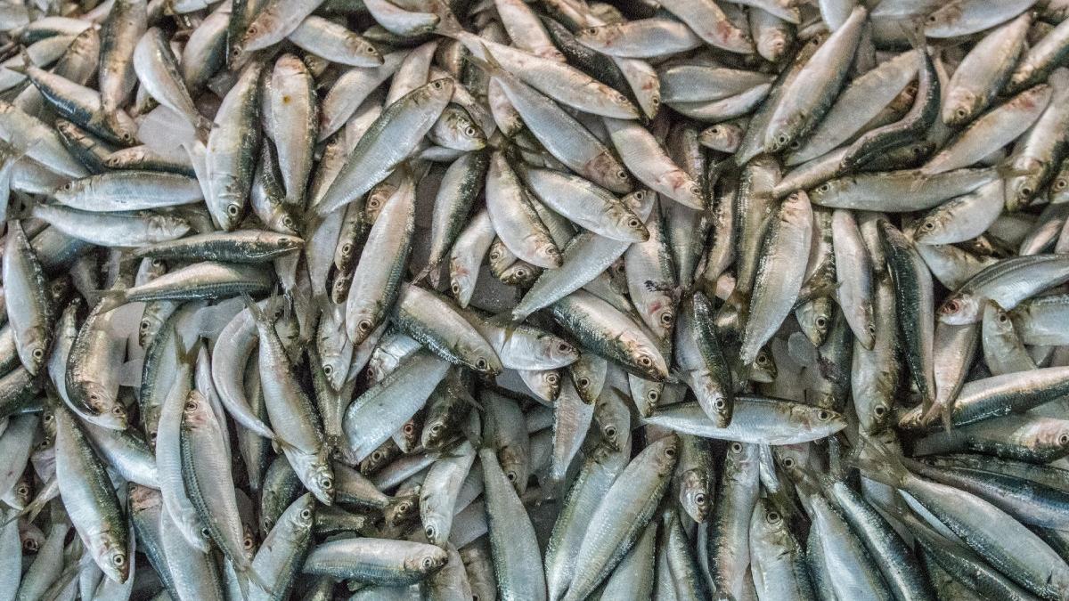 sute de mii de pesti morti plutesc intr o destinatie turistica din grecia se intind pe kilometri