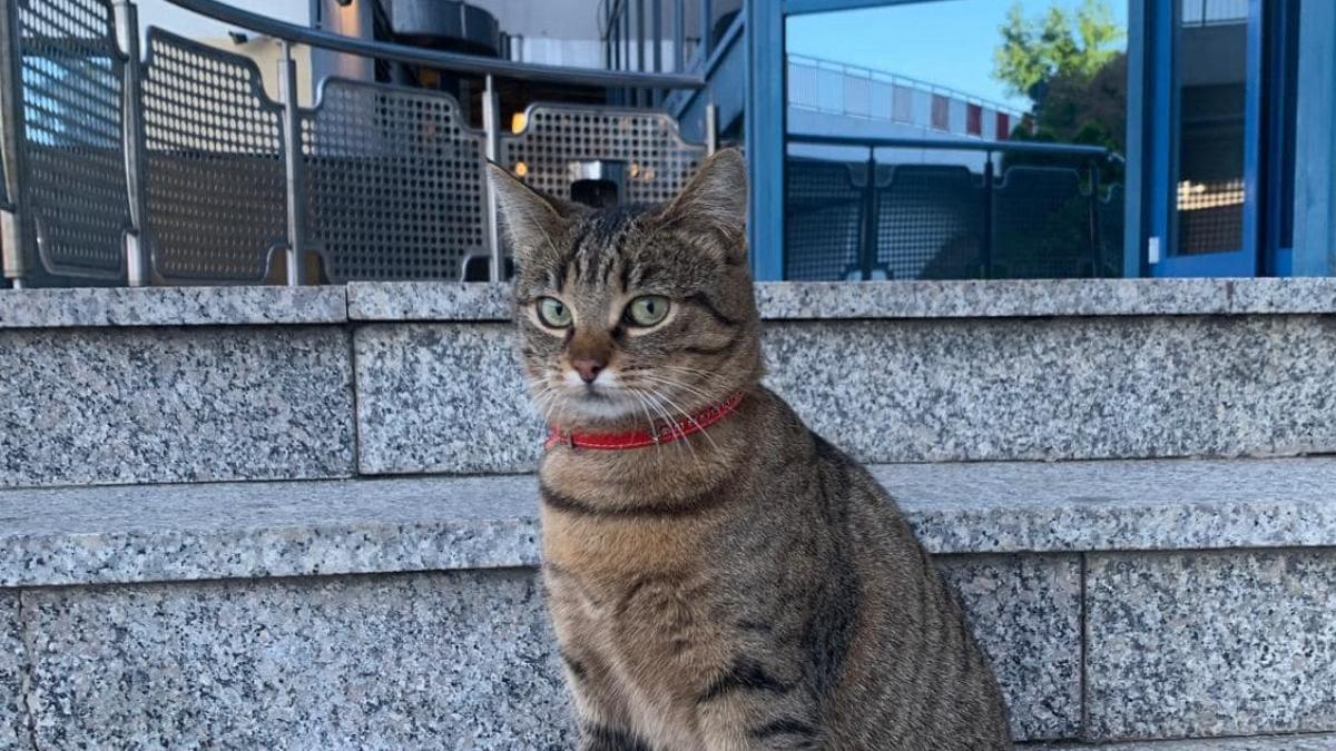 vasi pisica mascota a aeroportului otopeni a disparut angajatii fac apel la cetateni pentru a o gasi
