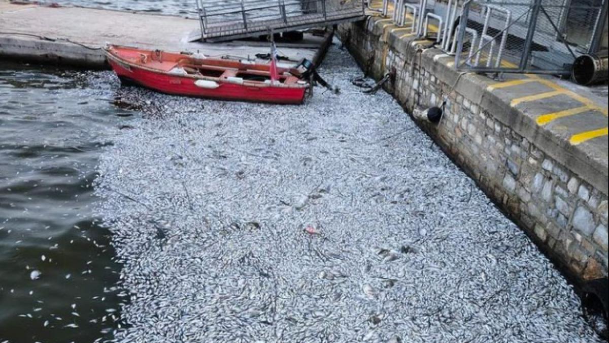 imagini greu de privit in statiunea greceasca volos unde pestii putreziti se intind pe kilometri intregi si sunt luati cu macaraua