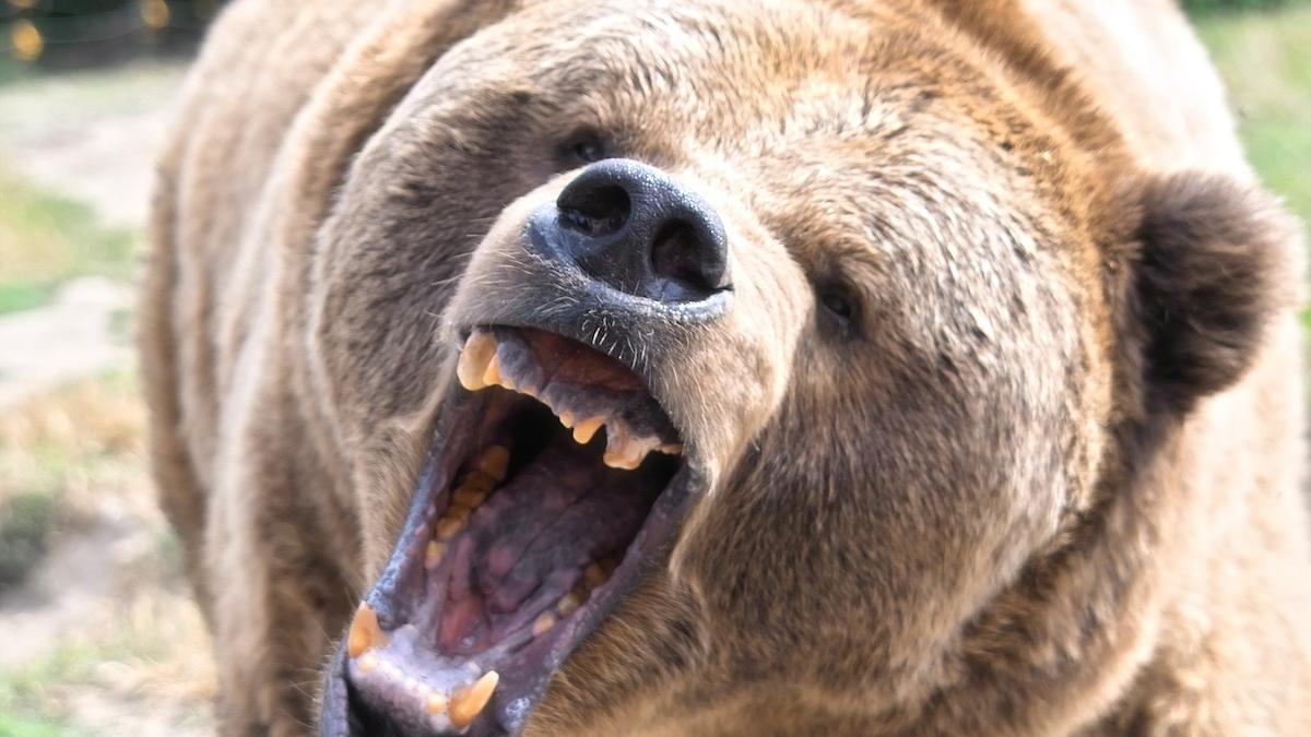 un barbat a fost atacat de urs chiar in curtea imobilului unde locuia