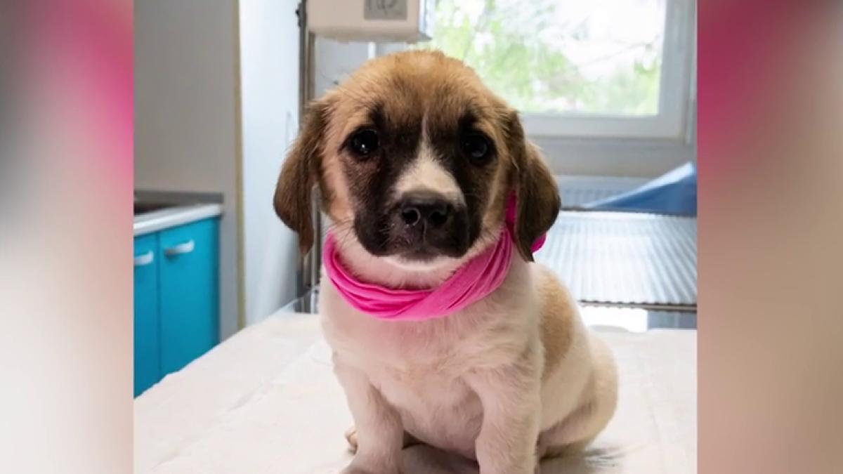 rafa o catelusa de la adapostul speranta isi cauta stapan are 2 luni si e foarte prietenoasa