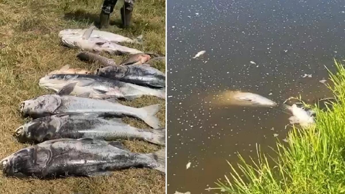 dezastru ecologic in maramures baltile sunt pline de sute de kilograme de pesti morti din cauza secetei