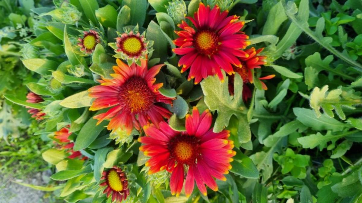 roata de foc floarea de gradina care simbolizeaza pasiunea si bucuria de a trai brgv este o comoara a naturii